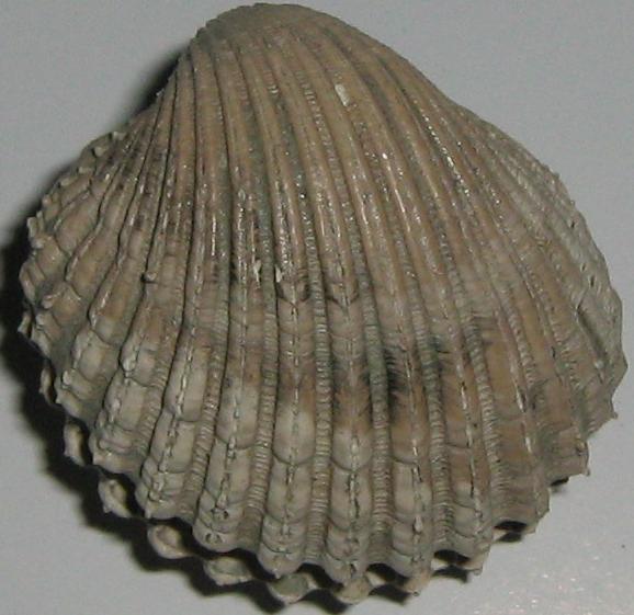 Acanthocardia echinata (L, 1758) - pliocene - Lazio